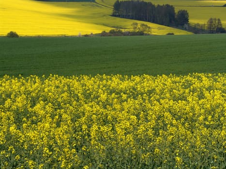 Landscape in yellow and green