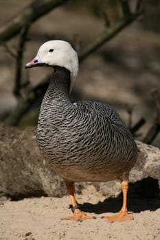 Anser canagicus