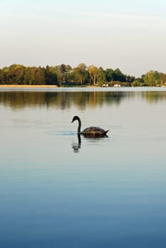 Lonely Swan
