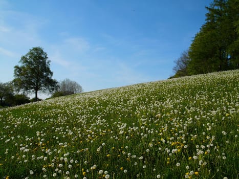 Dandelion Meadow 2