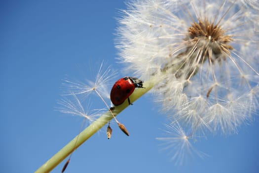 Ladybug and dandelion I