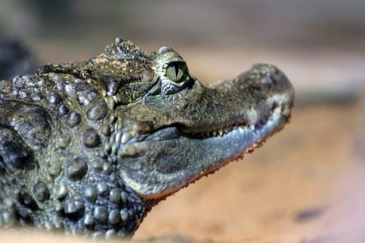 Crocodile