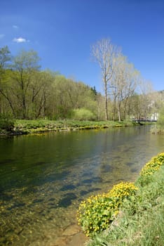 The marsh marigold grows in swamp meadows,at springs,streams and ditches. It can also be found in quarry and floodplain forests.