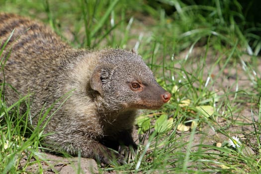 The mongoose became known through a story by Rudyard Kipling,which is part of his Jungle Book and is about Rikki-tikki-tavi,the brave mongoose.