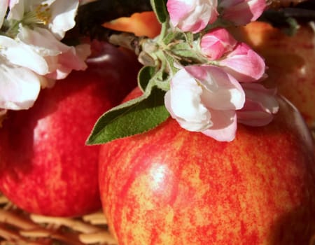 Apples without (New York)