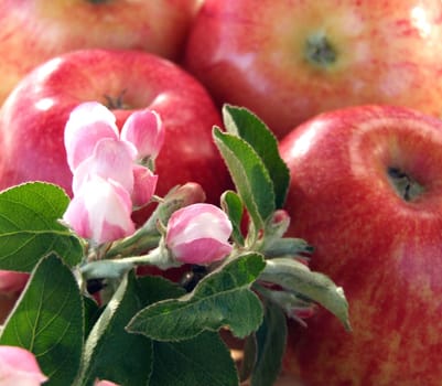 Apples without (New York)