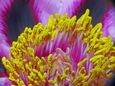 But luminous wants to unfold *** Peony their splendor,*** Of noble Pentecostal powers *** Fanned in the deepest. *** (Poem by Ferdinand von Saar)