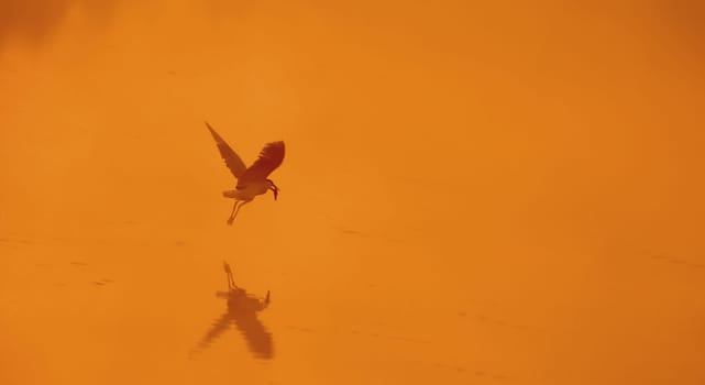 I don't know who was more frightened,me or the heron,as I stalked around the quarry pond in the early hours of the morning. I hadn't noticed the heron in the immediate vicinity and was accordingly not prepared to take a reasonable picture. Than