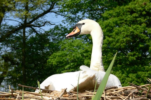 Swan Castle