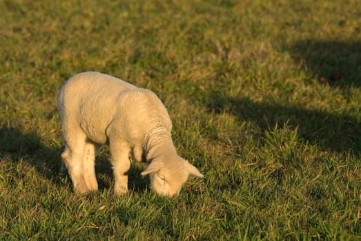 Lonely Lamb