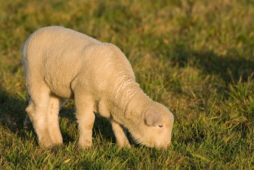 Lamb grazing