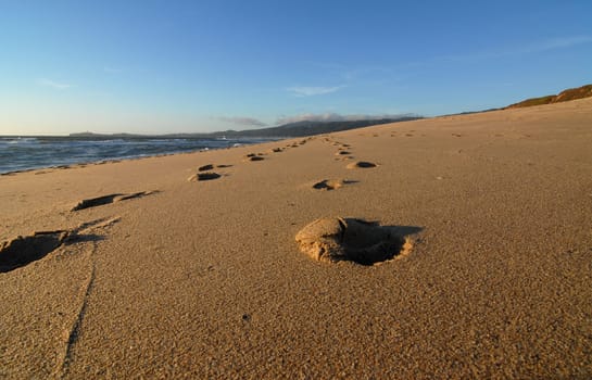 Tracks in the sand