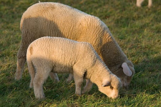 Lamb and his mother