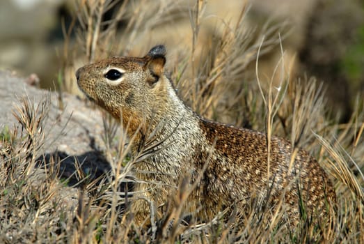 Squirrel
