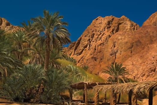 Magical Oasis