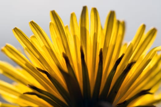 Dandelion