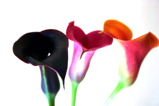 Calla (7)