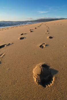 Tracks in the sand