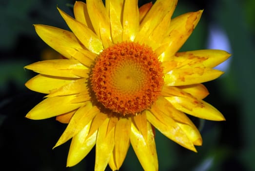 Marigold