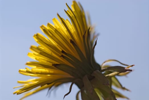 Dandelion