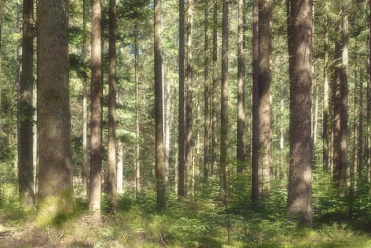 For the trees
