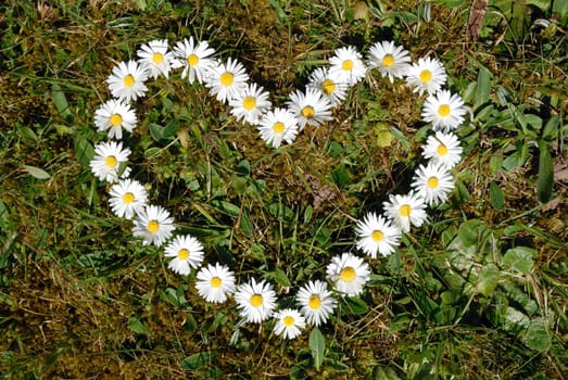 Heart of flowers