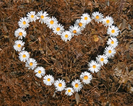 Heart of flowers