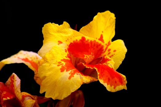 Enchanting Canna