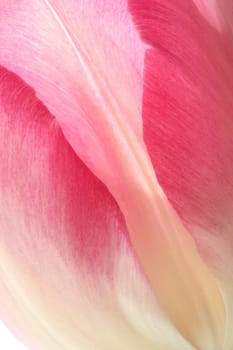 Tulip detail