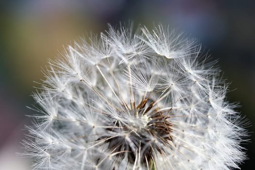 Dandelion Seeds II