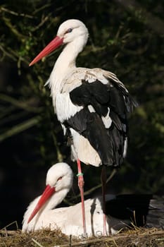 Pair of storks in their nest