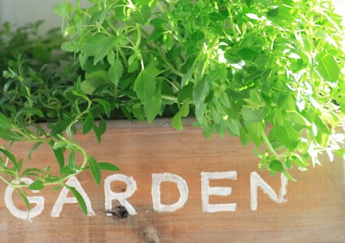 Herb garden