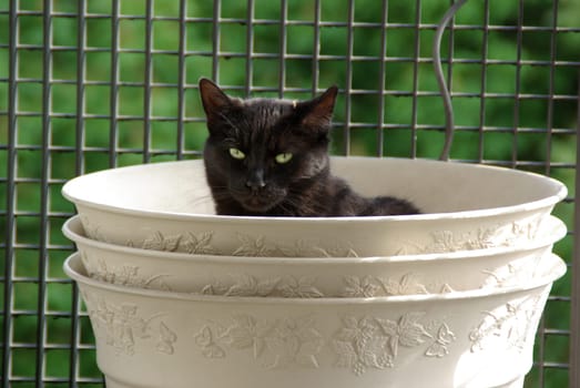Hangover in the flower pot