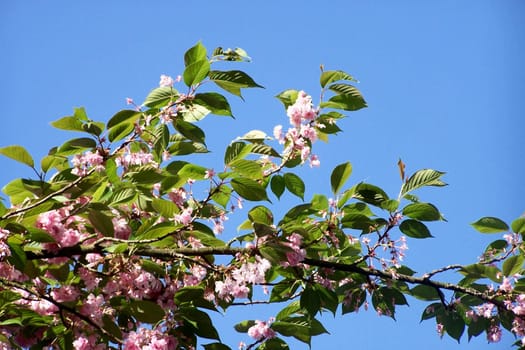 Heavenly flowers