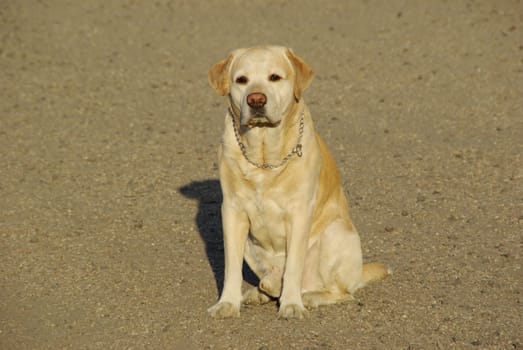 Labrador Retriever * Patience is not a problem