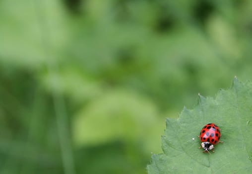 Beetle