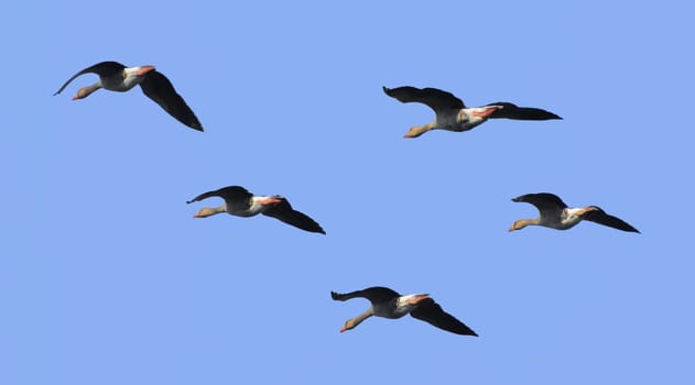 The flight of the wild geese