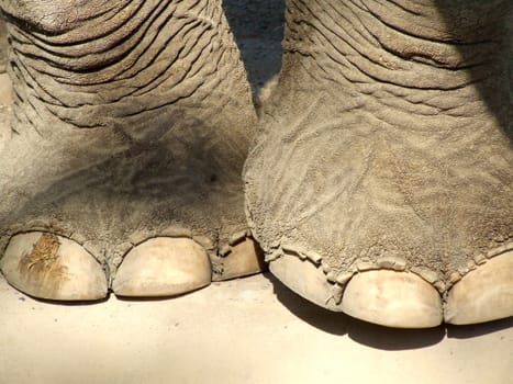 Pedicure??