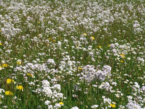 Meadowfoam