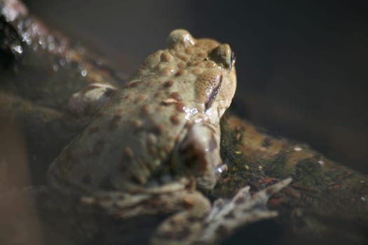 Common toad