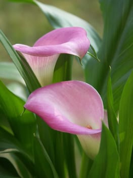 Callas