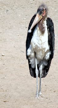 Marabou stork