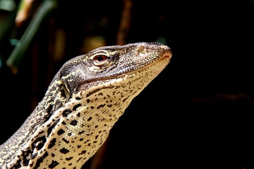 Gould's monitor lizard