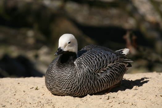 Emperor goose