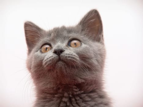 Kathäuser Cat