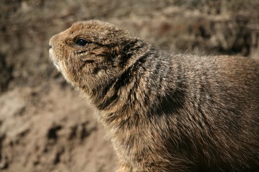Prairie dog