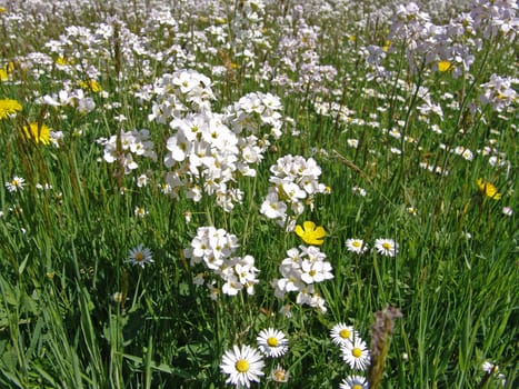 Meadowfoam