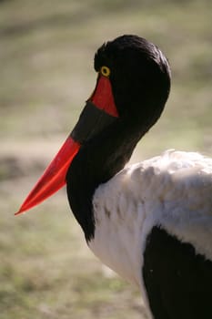 Ephippiorhynchus senegalensis