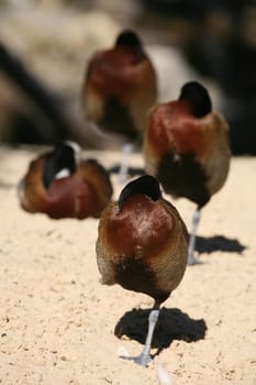 Dendrocygna viduata