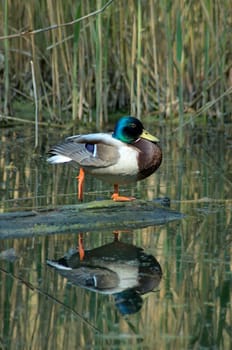 Duck Dance